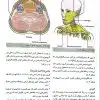 کتاب آناتومی گری برای دانشجویان 2024 جلد سوم سر و گردن