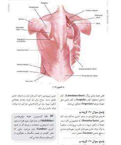 بانک تست آناتومی اسنل